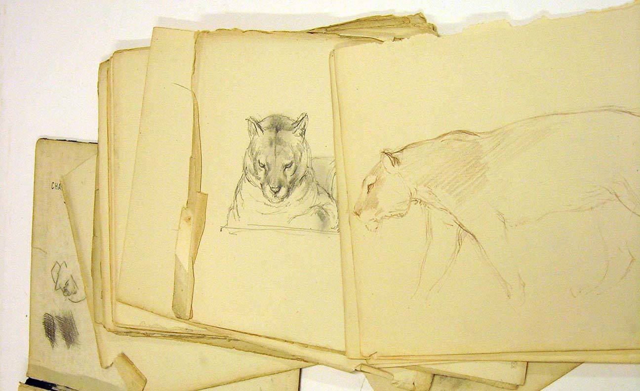 Sketch work by Charles Tunnicliffe