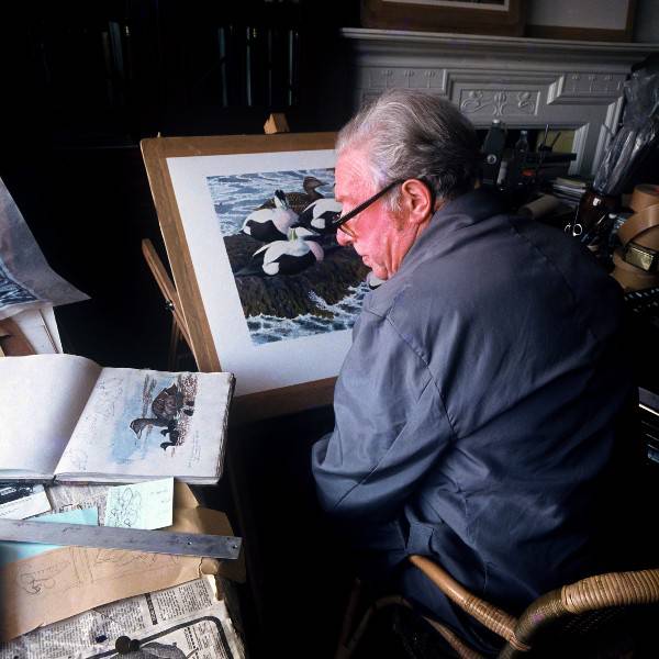 Charles Tunnicliffe yn ei stiwdio yn Shorelands Malltraeth in1974 / Charles Tunnicliffe in his studio at Shorelands Malltraeth in 1974