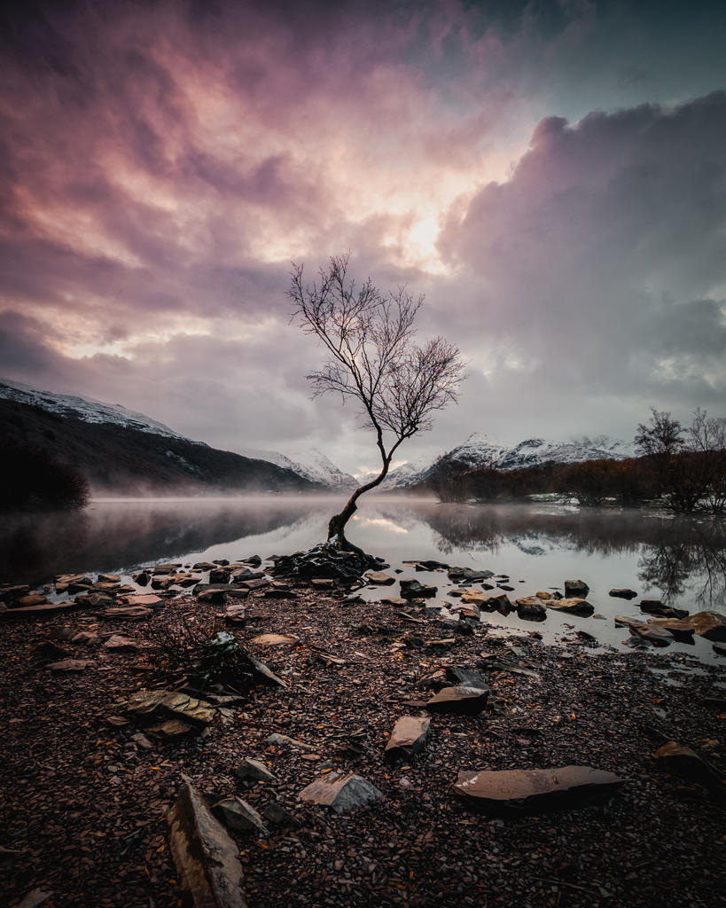 A photograph of the lonely tree printed on aluminium. 