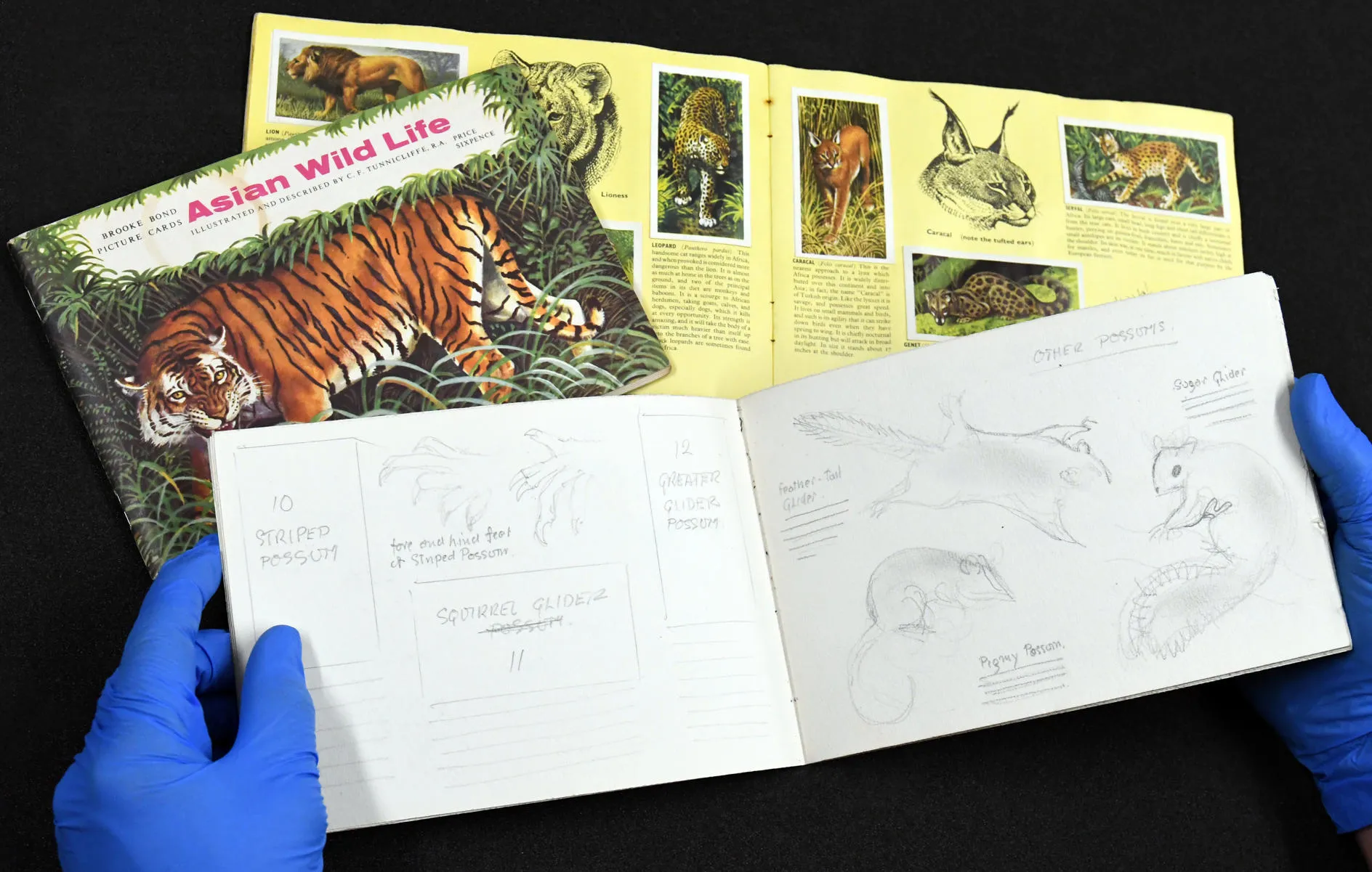 sketches from an unpublished Brooke Bond tea card book based upon Australian wildlife.