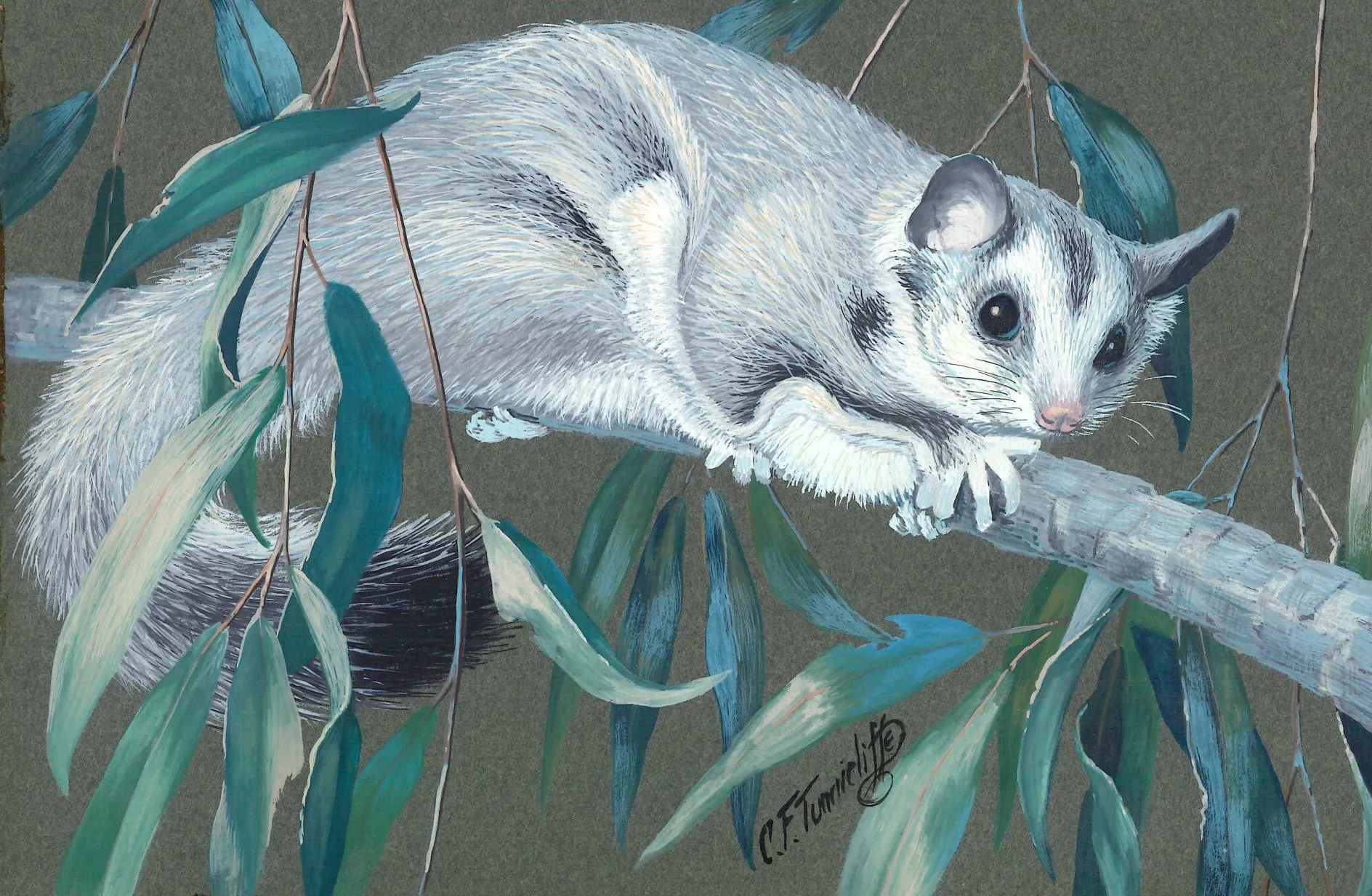 a painting of an Australian glider squirrel by Charles Tunnicliffe