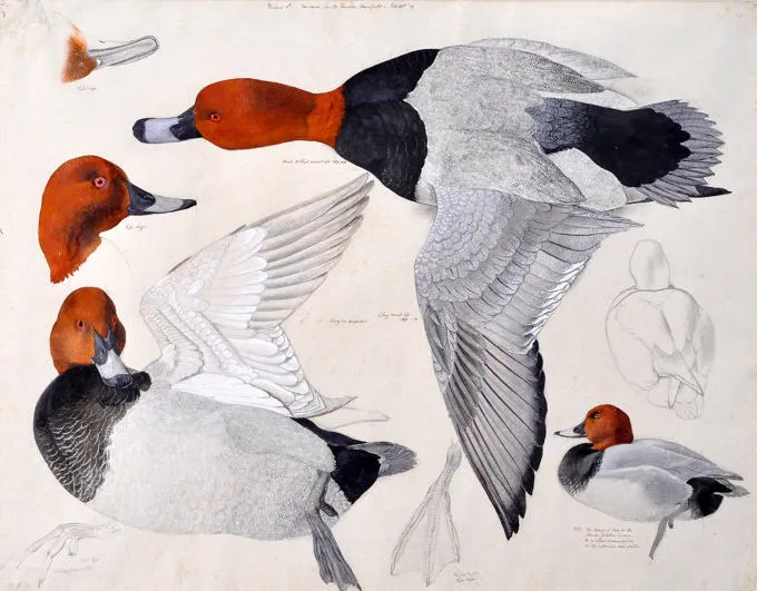 Darlun o Pochard gan Chrles Tunnicliffe