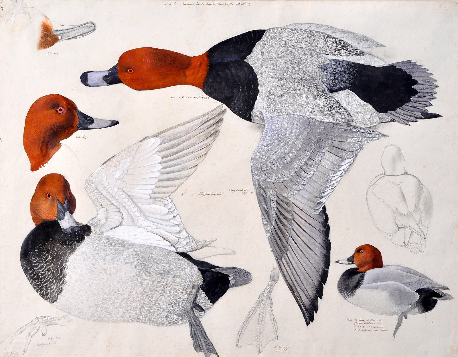 Darlun o Pochard
