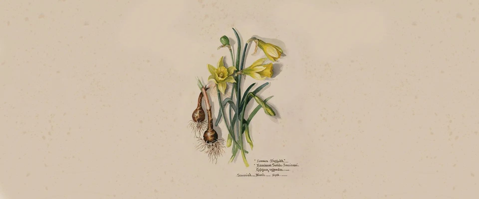 Drawing of a daffodil by the Massey Sisters.