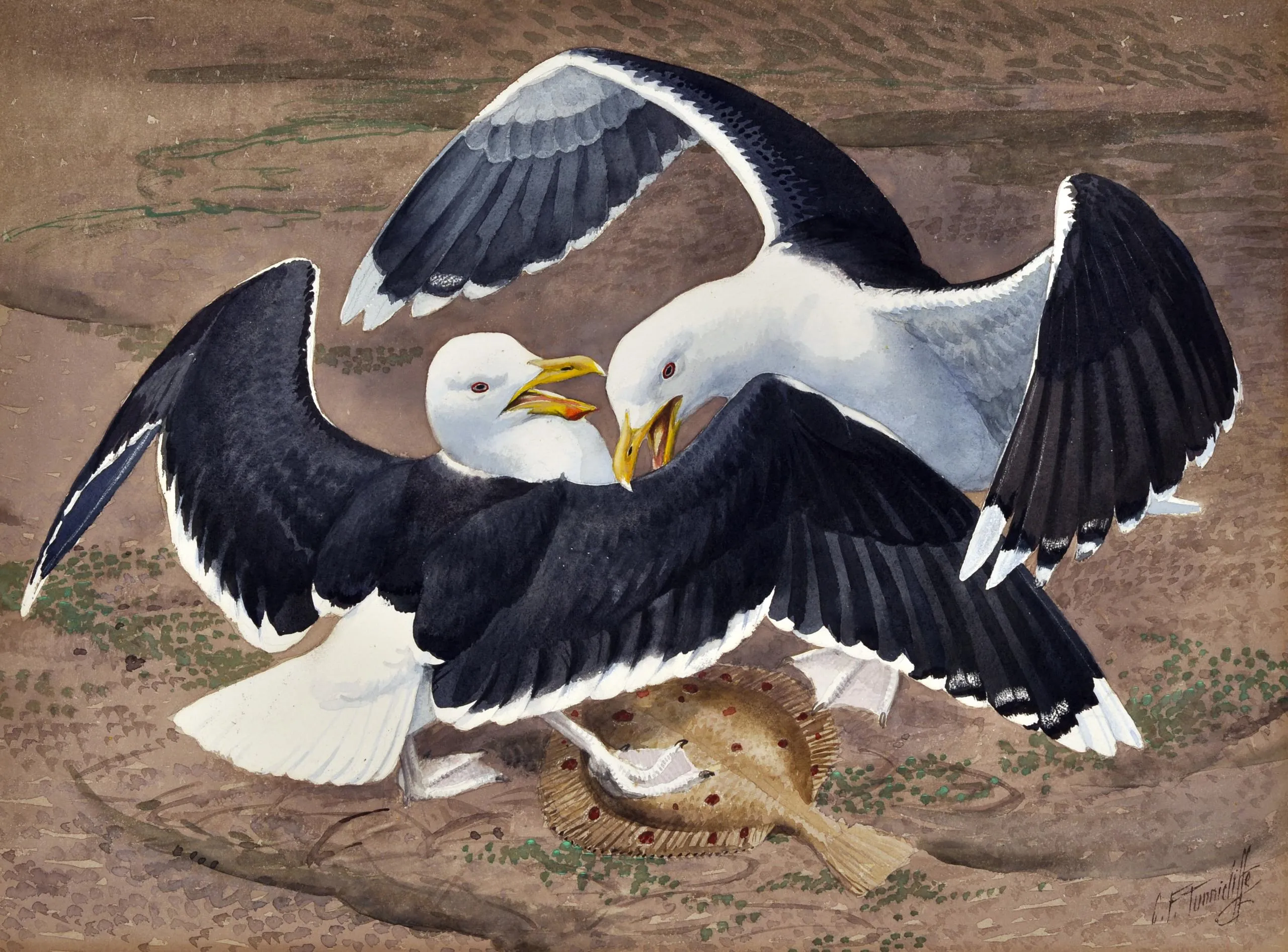 Drawing of two seagulls fighting.